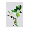 Magnolia Blooms Wall Art On Wooden Base, Multicolor, Set of 2